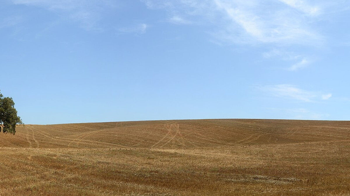 Cork oak in the Alentejo landscape after harvest