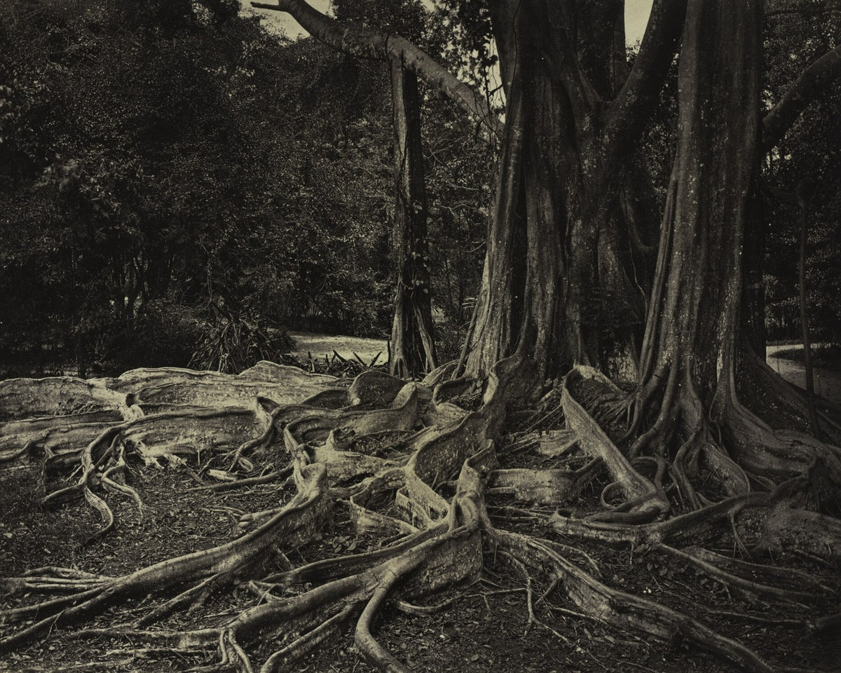Historical photograph of a rubber tree in Assam, India